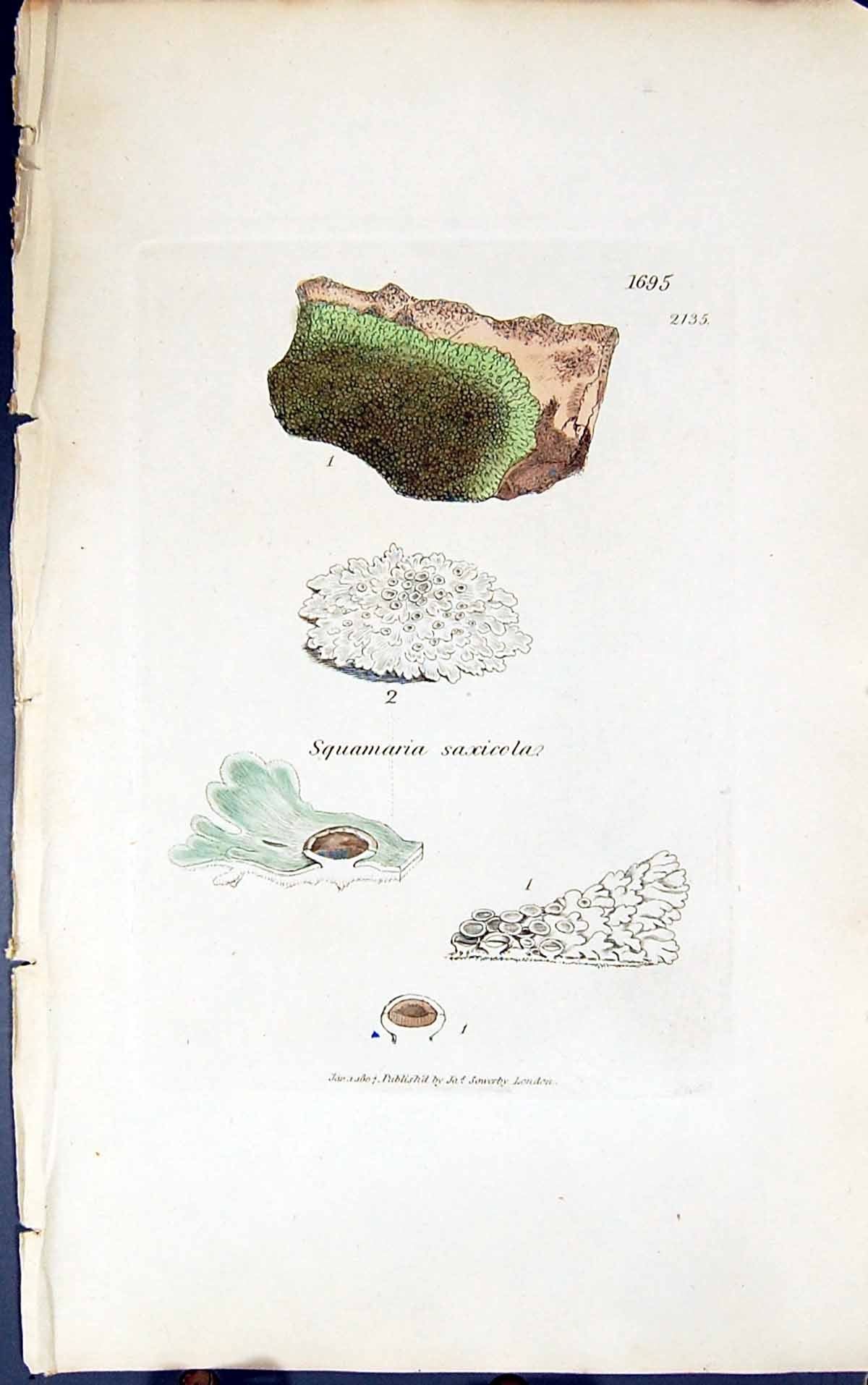 Antique Old Print Squamaria Saxicola 1847 British Plants Sowerby Smith Colour