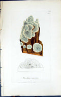 Antique Print Placodium Canescens 1847 British Plants Sowerby Smith Colour 19th