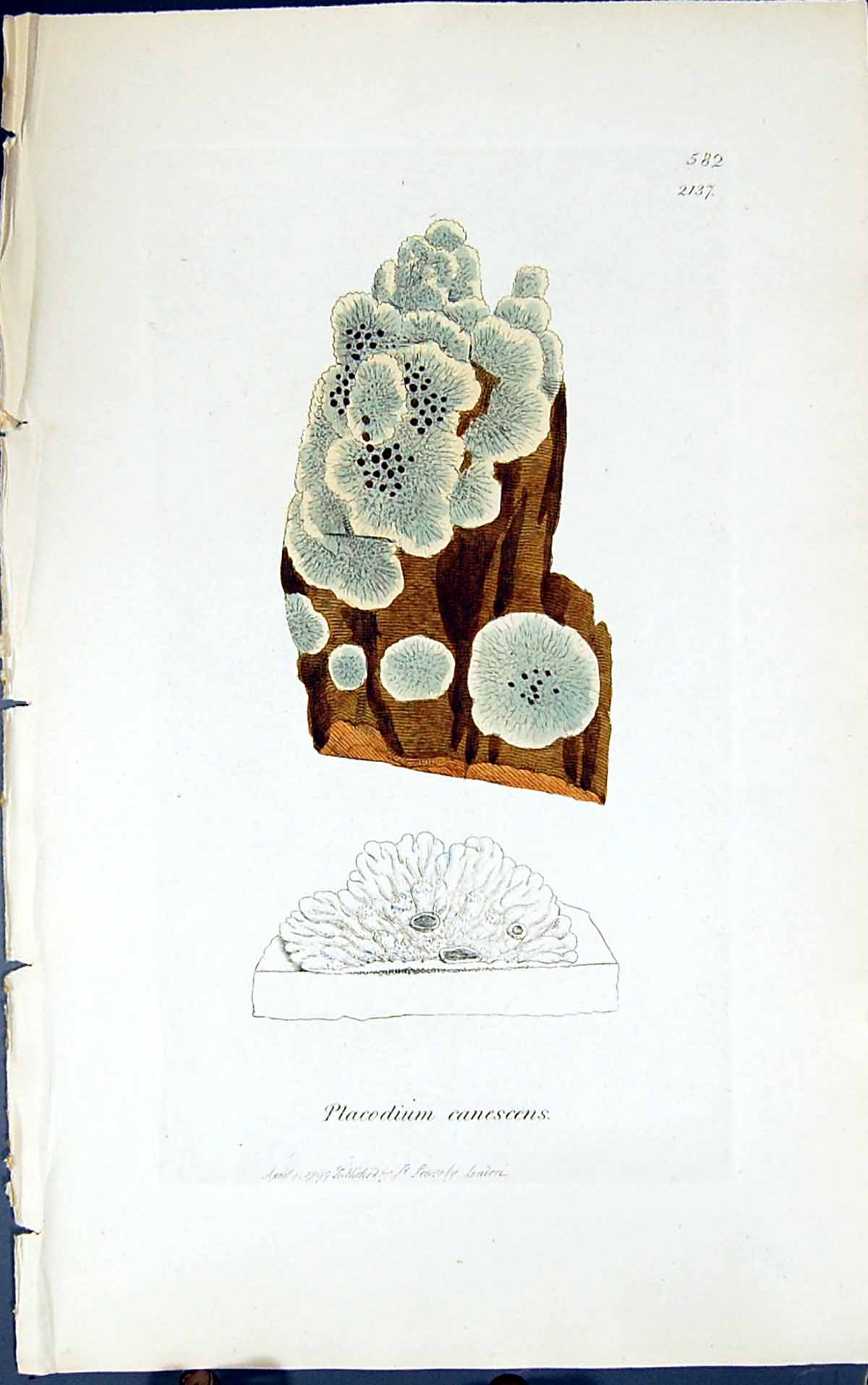 Antique Print Placodium Canescens 1847 British Plants Sowerby Smith Colour 19th