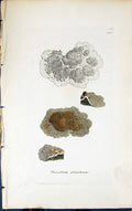 Antique Old Print Placedium Plumbeum 1847 British Plants Sowerby Smith Colour