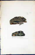 Antique Old Print Placodium Microphyllum 1847 British Plants Sowerby Smith 19th