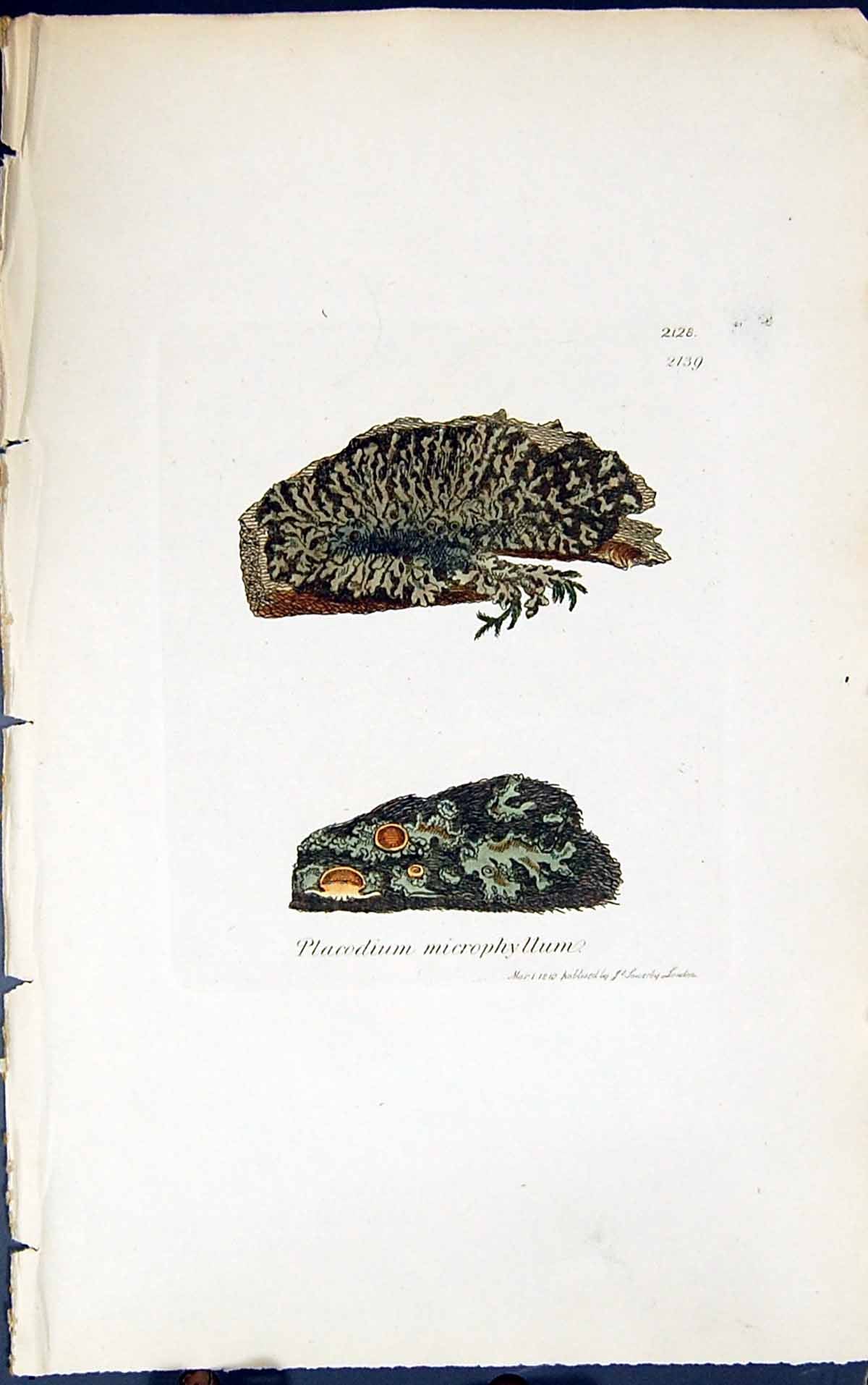 Antique Old Print Placodium Microphyllum 1847 British Plants Sowerby Smith 19th