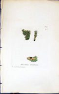 Antique Print Placodium Doedaleum 1847 British Plants Sowerby Smith Colour 19th