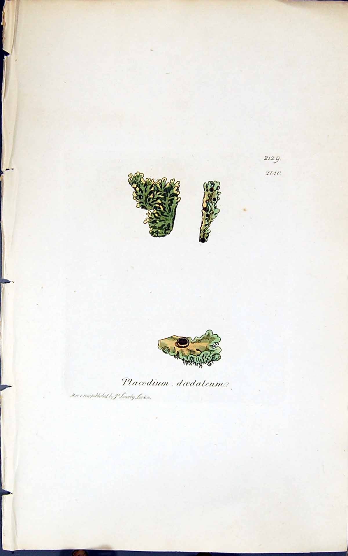 Antique Print Placodium Doedaleum 1847 British Plants Sowerby Smith Colour 19th