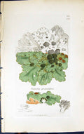 Antique Print Parmelia Glomulifera 1847 British Plants Sowerby Smith Colour