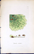 Antique Old Print Parmelia Caperata 1847 British Plants Sowerby Smith Colour