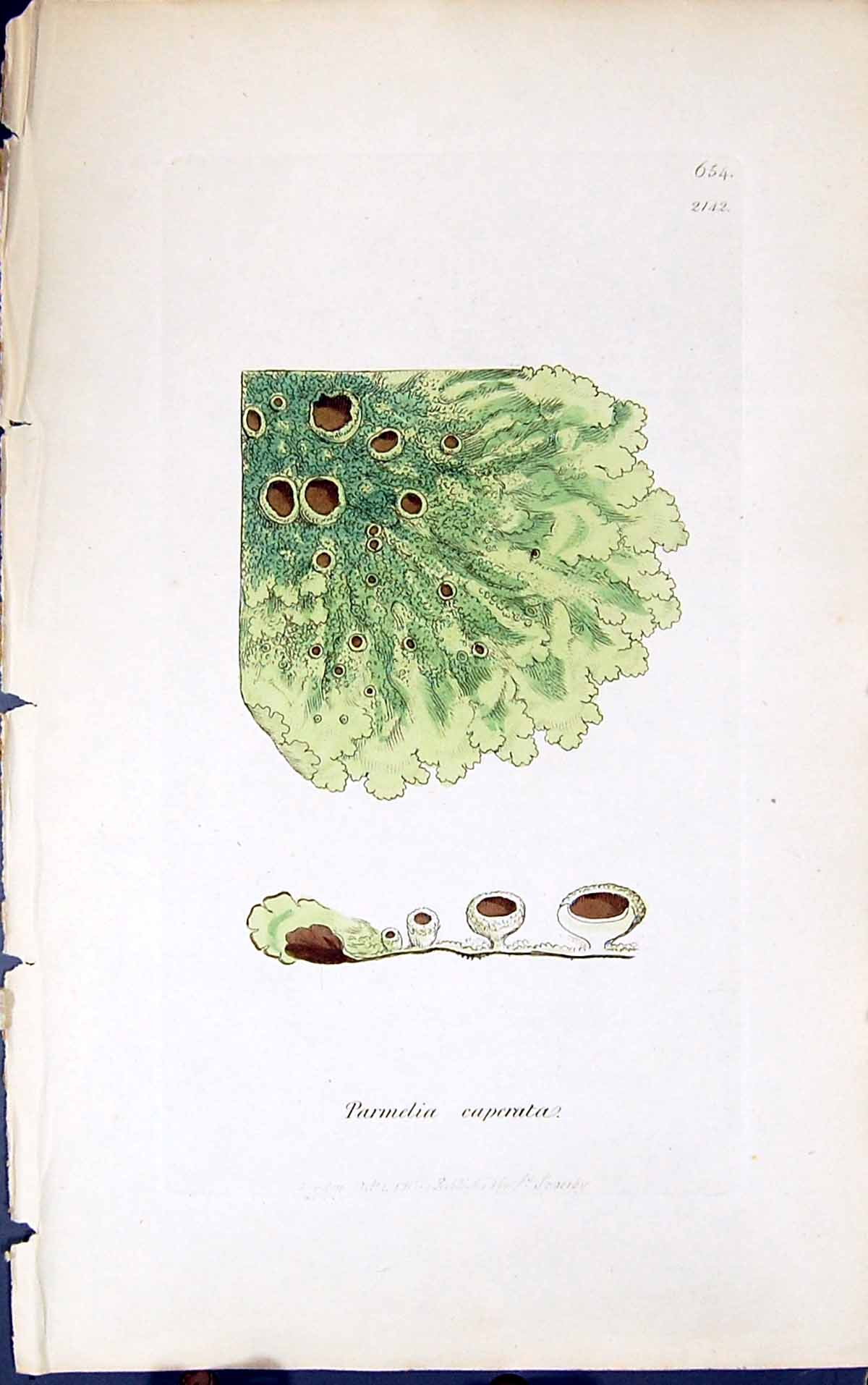 Antique Old Print Parmelia Caperata 1847 British Plants Sowerby Smith Colour