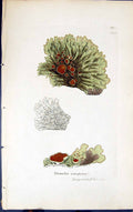 Antique Old Print Parmelia Conspersa 1847 British Plants Sowerby Smith Colour