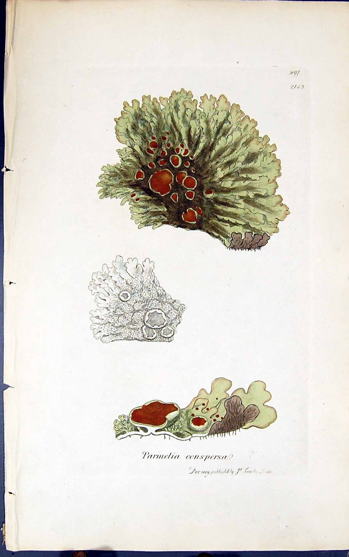 Antique Old Print Parmelia Conspersa 1847 British Plants Sowerby Smith Colour