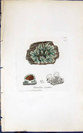 Antique Old Print Parmelia Scortea 1847 British Plants Sowerby Smith Colour