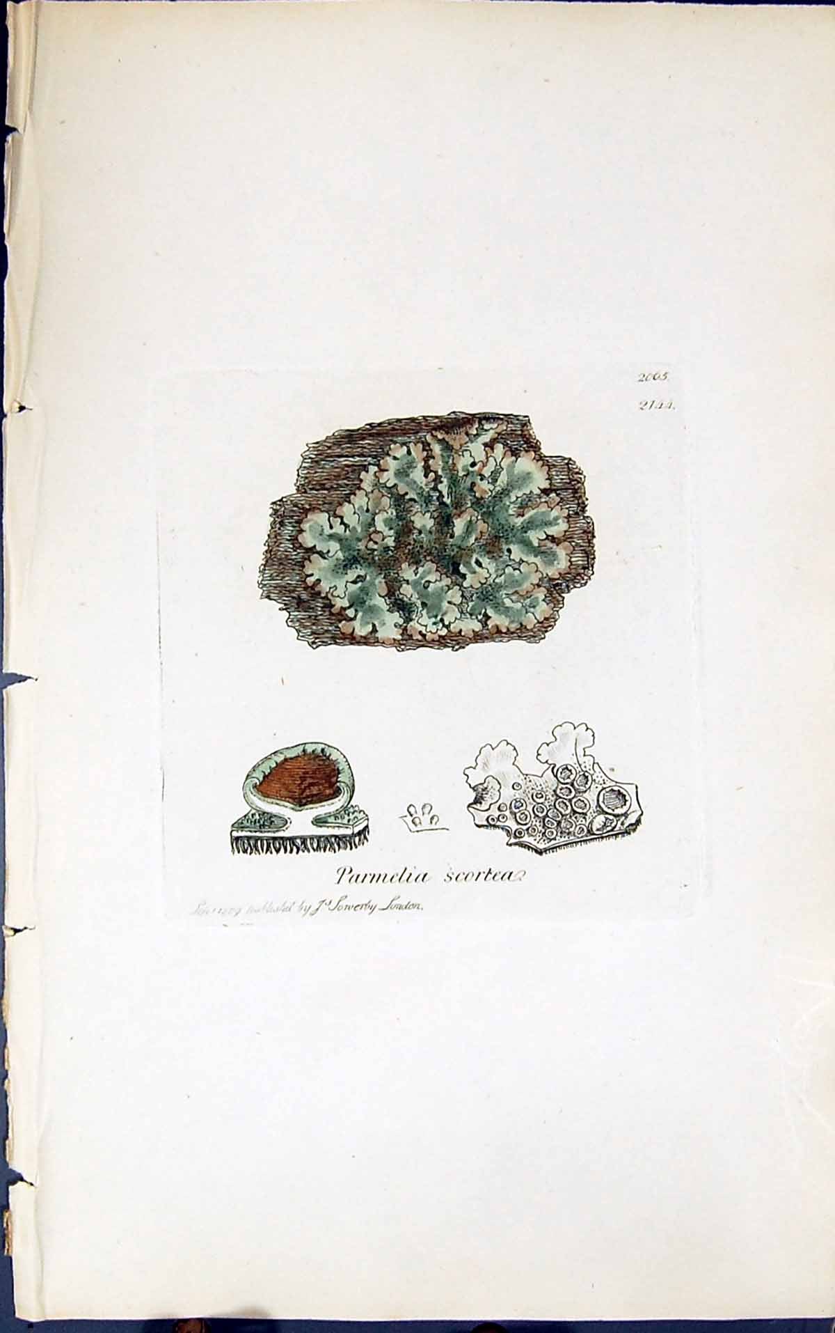 Antique Old Print Parmelia Scortea 1847 British Plants Sowerby Smith Colour