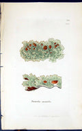 Antique Old Print Parmelia Saxatilis 1847 British Plants Sowerby Smith Colour