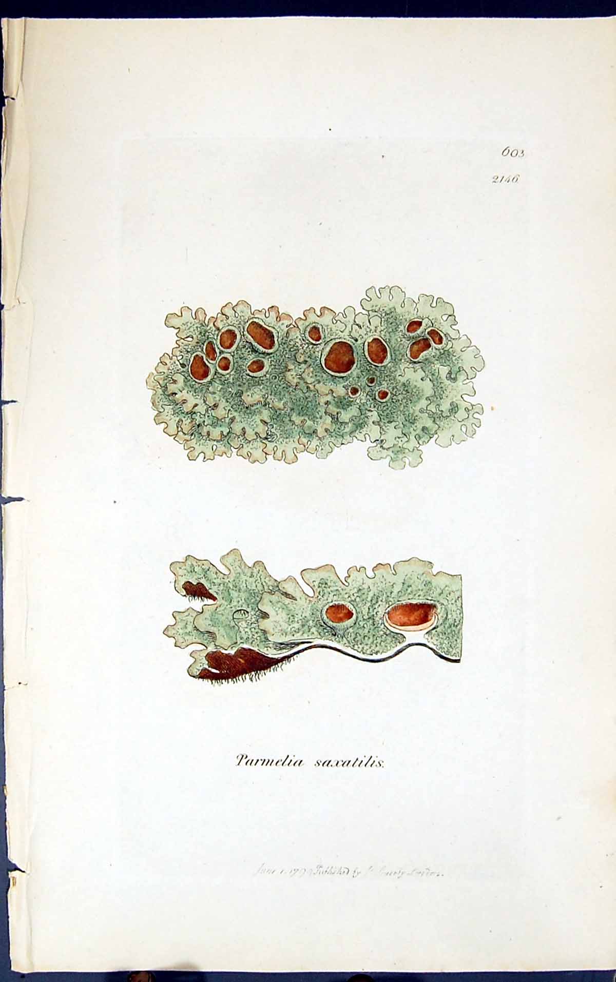 Antique Old Print Parmelia Saxatilis 1847 British Plants Sowerby Smith Colour
