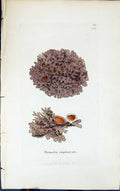 Antique Print Parmelia Omphalodes 1847 British Plants Sowerby Smith Colour 19th