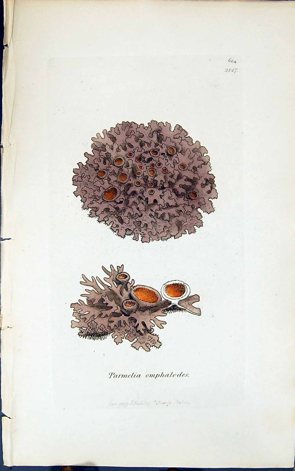 Antique Print Parmelia Omphalodes 1847 British Plants Sowerby Smith Colour 19th