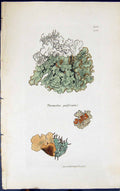 Antique Old Print Parmelia Perforata 1847 British Plants Sowerby Smith Colour