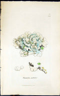 Antique Old Print Parmelia Perlata 1847 British Plants Sowerby Smith Colour