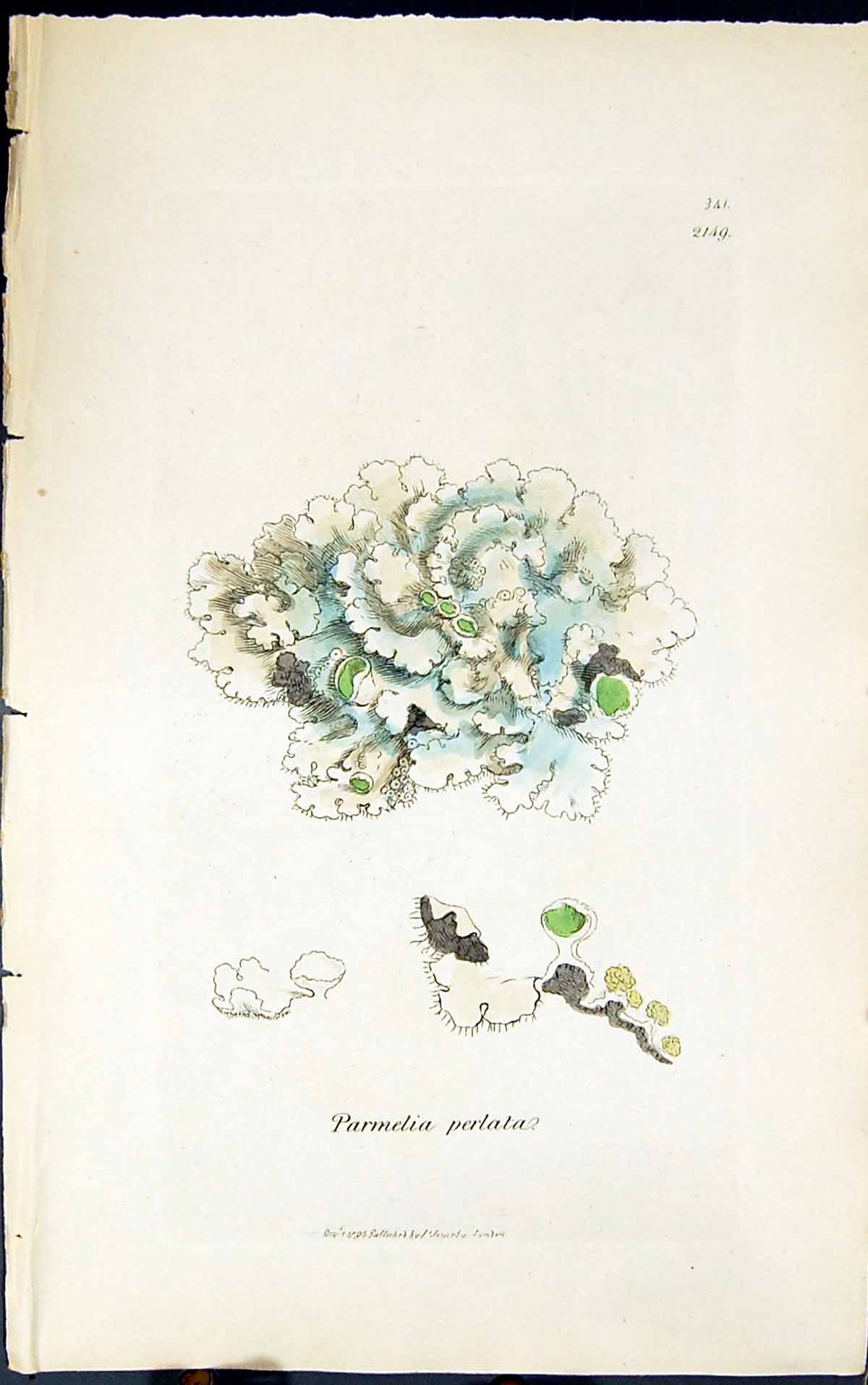 Antique Old Print Parmelia Perlata 1847 British Plants Sowerby Smith Colour