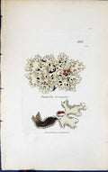 Antique Old Print Parmelia Loevigata 1847 British Plants Sowerby Smith Colour