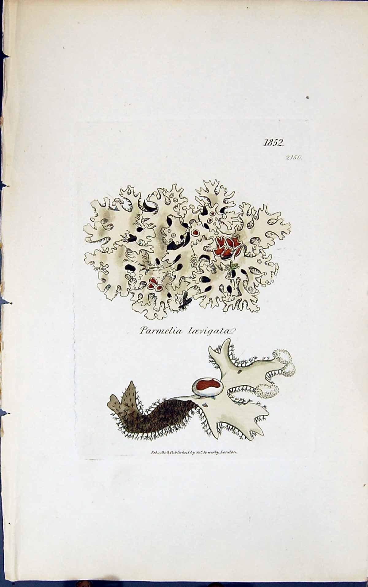 Antique Old Print Parmelia Loevigata 1847 British Plants Sowerby Smith Colour
