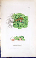 Antique Old Print Parmelia Herbacea 1847 British Plants Sowerby Smith Colour