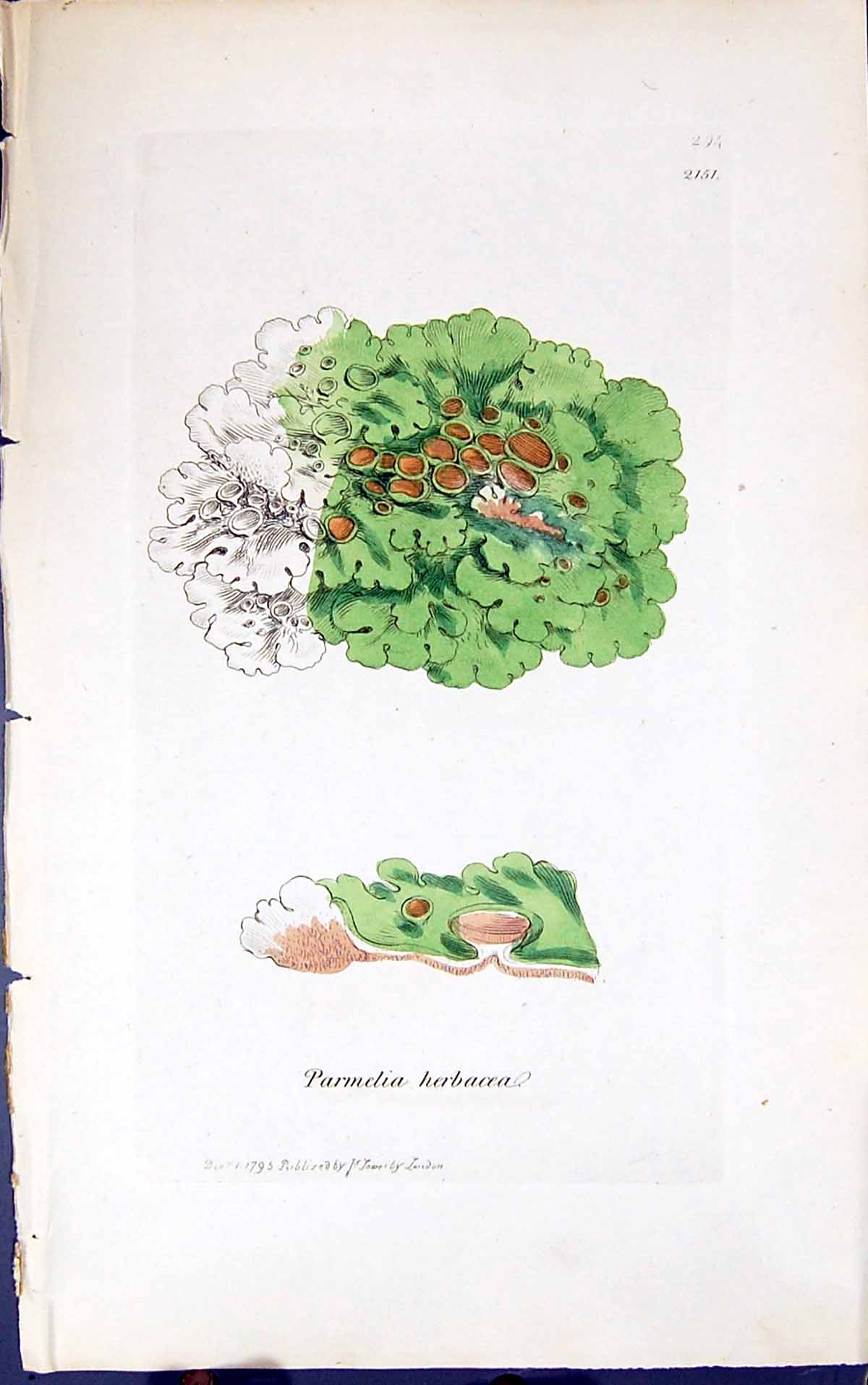 Antique Old Print Parmelia Herbacea 1847 British Plants Sowerby Smith Colour