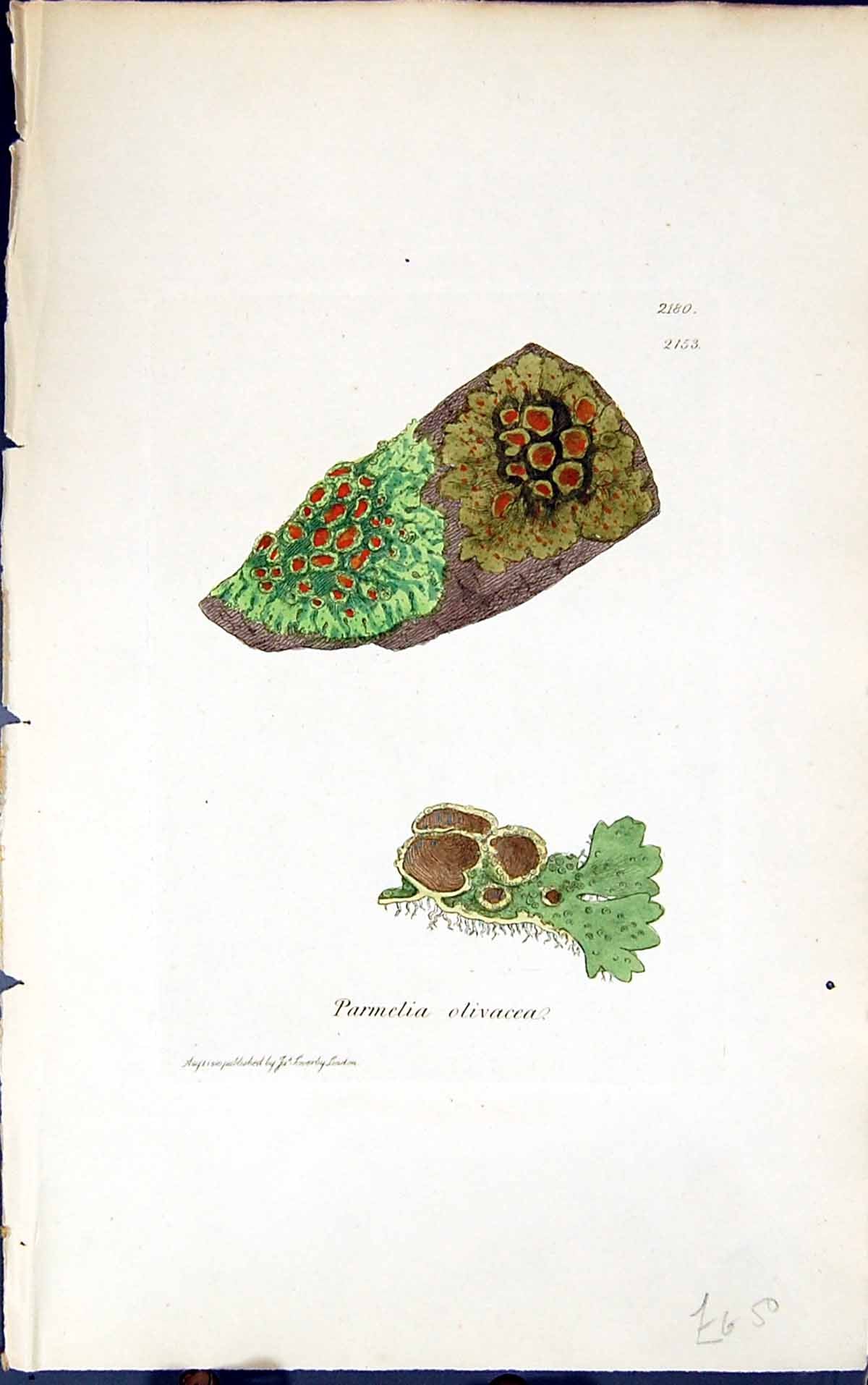 Antique Old Print Parmelia Elivacea 1847 British Plants Sowerby Smith Colour