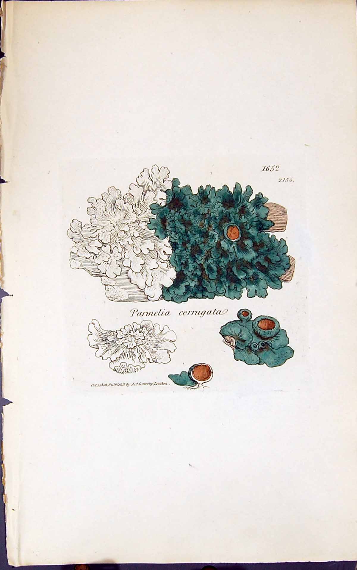 Antique Old Print Parmelia Corrugata 1847 British Plants Sowerby Smith Colour