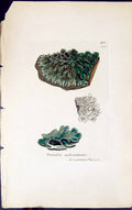 Old Print Parmelia Pulverulenta 1847 British Plants Sowerby Smith Colour 19th