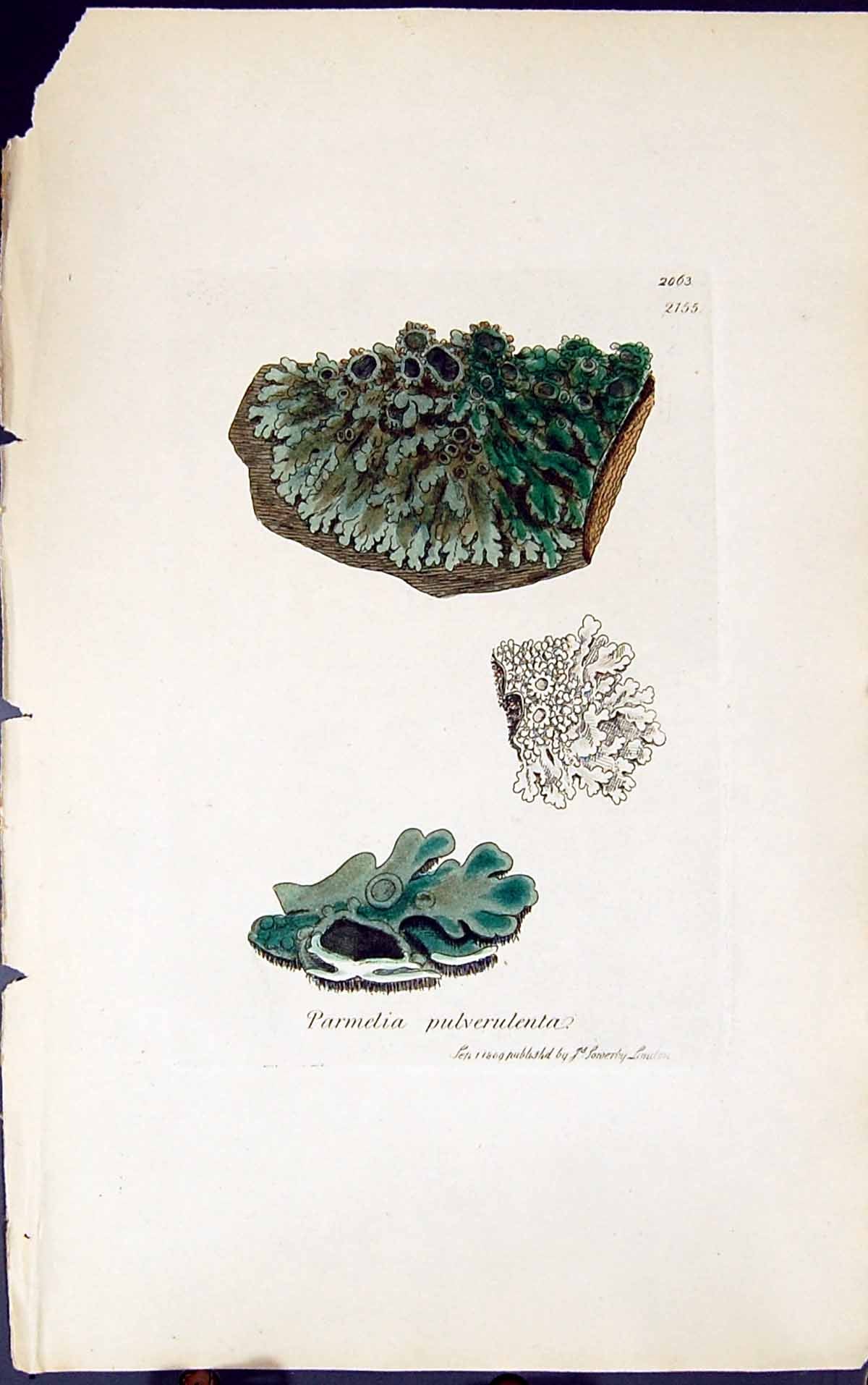 Old Print Parmelia Pulverulenta 1847 British Plants Sowerby Smith Colour 19th