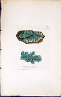 Antique Old Print Parmelia Pityrea 1847 British Plants Sowerby Smith Colour