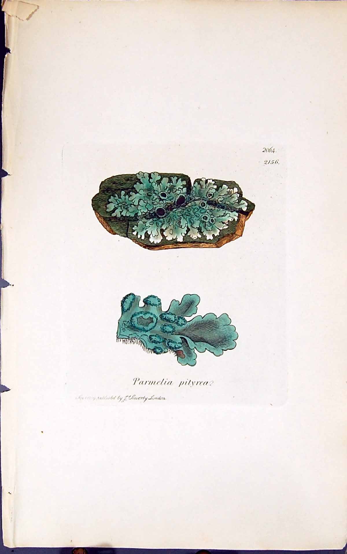 Antique Old Print Parmelia Pityrea 1847 British Plants Sowerby Smith Colour
