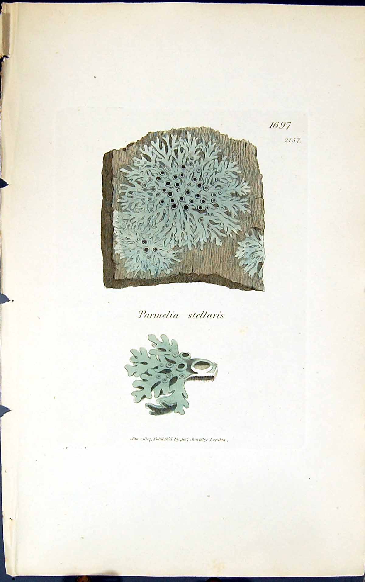 Antique Old Print Parmelia Stellaris 1847 British Plants Sowerby Smith Colour