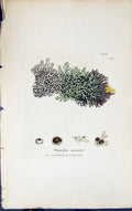 Antique Old Print Parmelia Speciosa 1847 British Plants Sowerby Smith Colour
