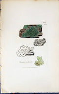 Antique Print Parmelia Cycloselis 1847 British Plants Sowerby Smith Colour 19th
