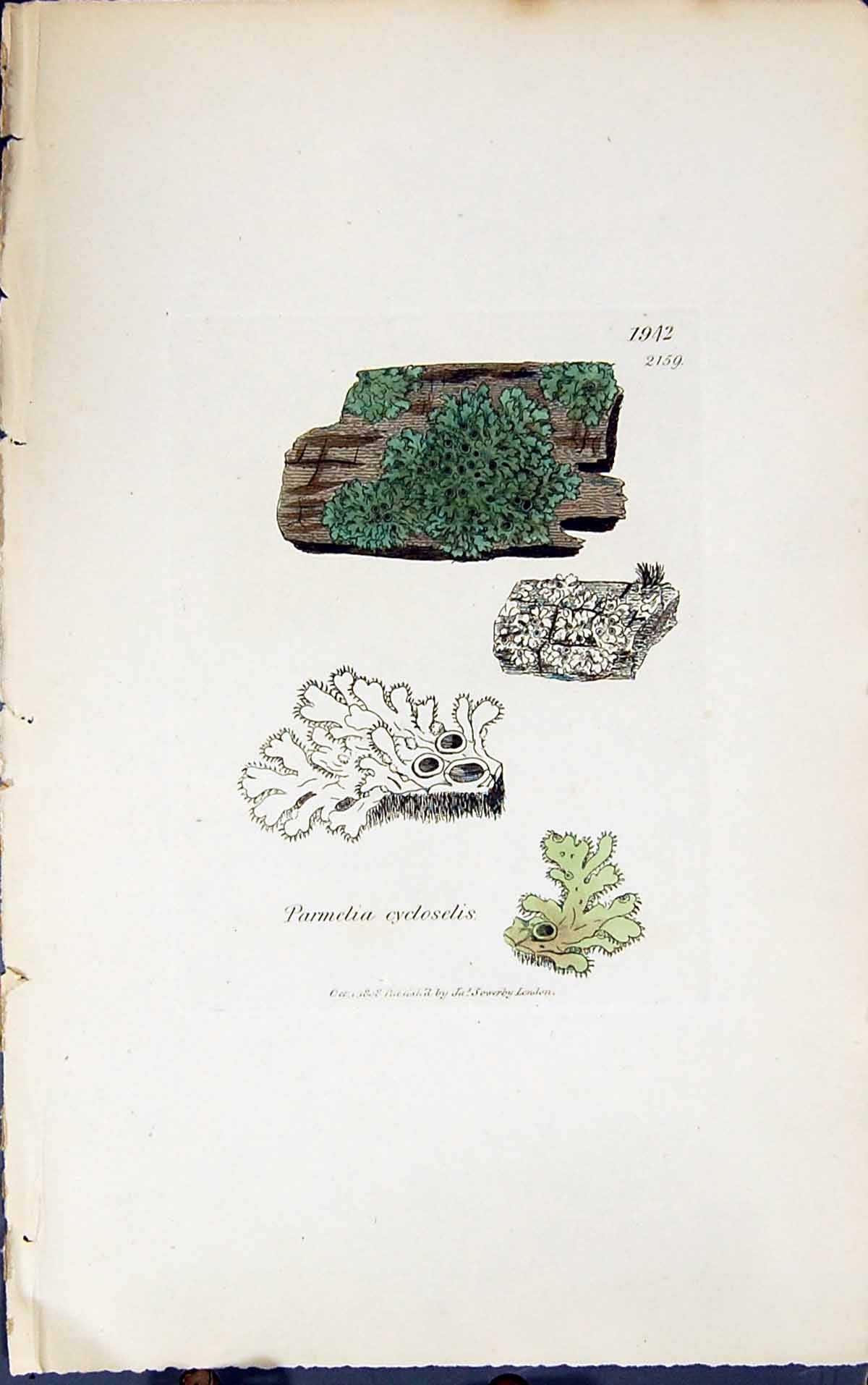 Antique Print Parmelia Cycloselis 1847 British Plants Sowerby Smith Colour 19th