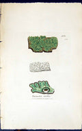 Antique Old Print Parmelia Virella 1847 British Plants Sowerby Smith Colour