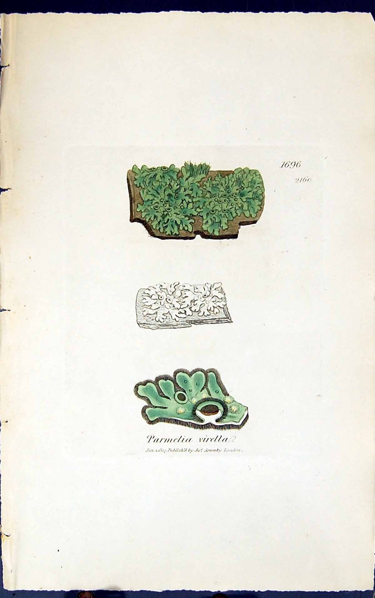Antique Old Print Parmelia Virella 1847 British Plants Sowerby Smith Colour