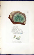 Antique Old Print Parmelia Incurva 1847 British Plants Sowerby Smith Colour