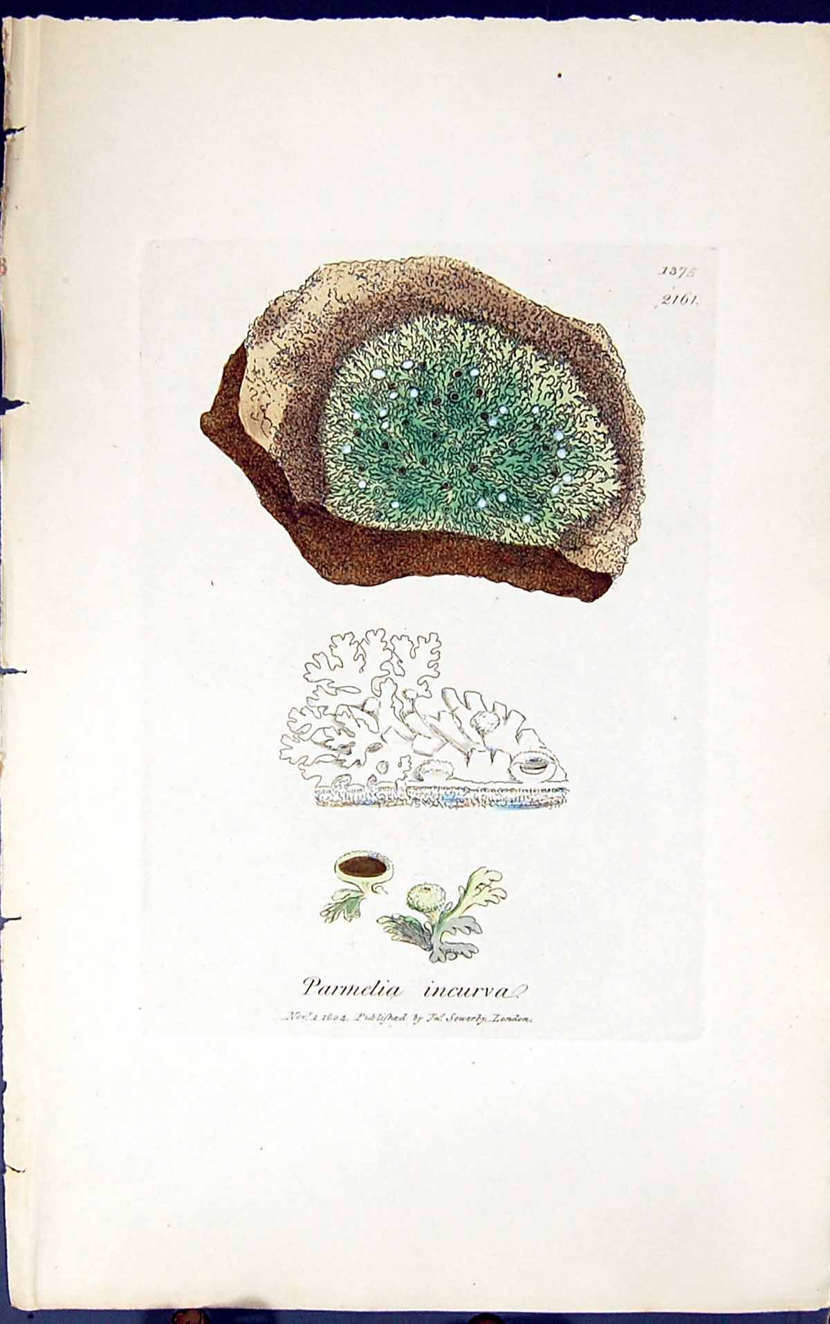 Antique Old Print Parmelia Incurva 1847 British Plants Sowerby Smith Colour