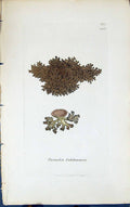 Antique Print Parmelia Fahlunensis 1847 British Plants Sowerby Smith Colour