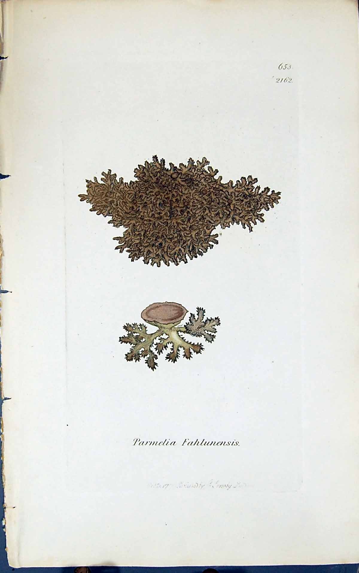 Antique Print Parmelia Fahlunensis 1847 British Plants Sowerby Smith Colour