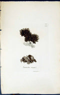 Antique Old Print Parmelia Stygia 1847 British Plants Sowerby Smith Colour 19th