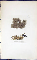 Antique Old Print Parmelia Encausta 1847 British Plants Sowerby Smith Colour