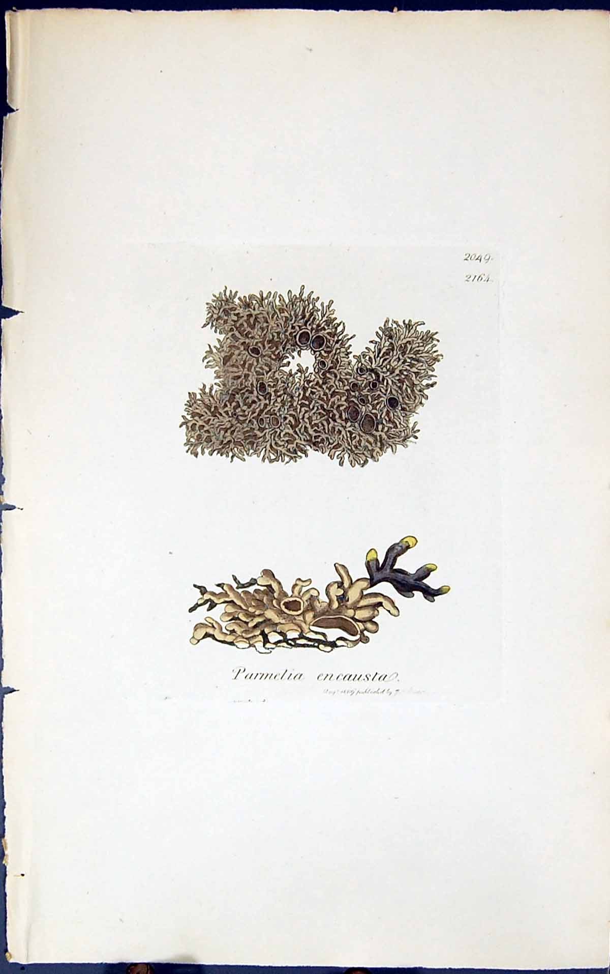 Antique Old Print Parmelia Encausta 1847 British Plants Sowerby Smith Colour