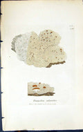 Antique Old Print Parmelia Aleurites 1847 British Plants Sowerby Smith Colour