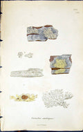 Antique Old Print Parmelia Ambigua 1847 British Plants Sowerby Smith Colour