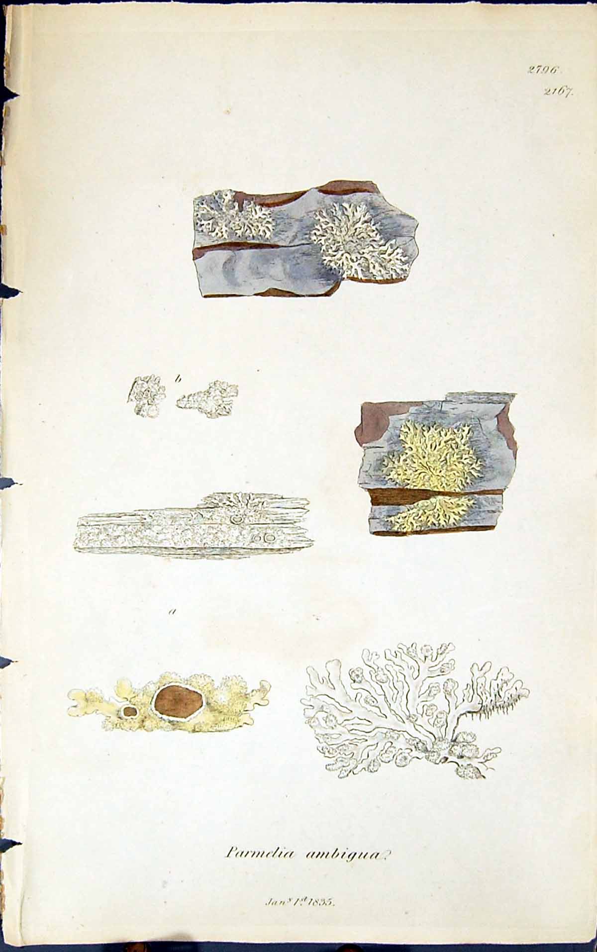 Antique Old Print Parmelia Ambigua 1847 British Plants Sowerby Smith Colour