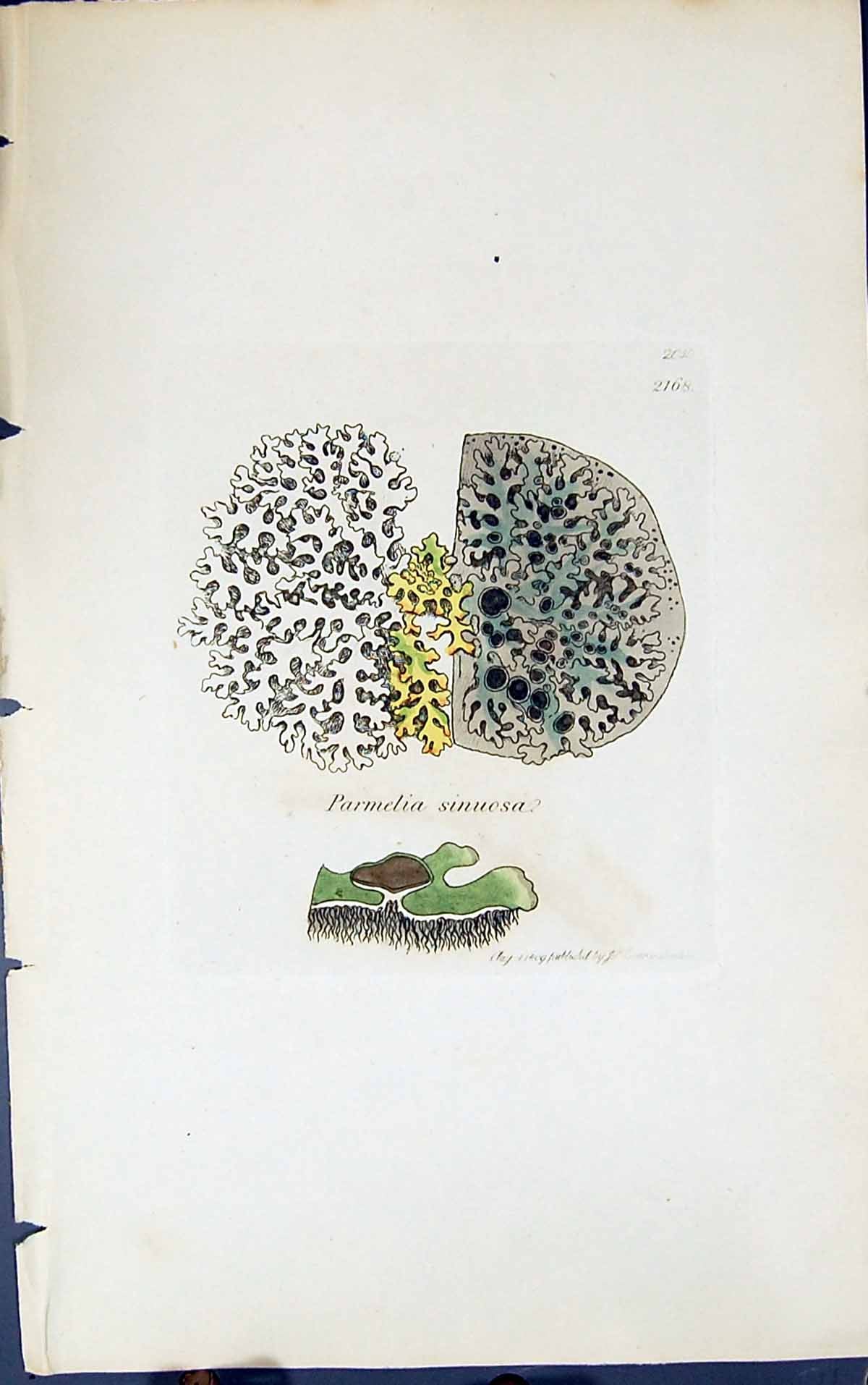 Antique Old Print Parmelia Sinuosa 1847 British Plants Sowerby Smith Colour