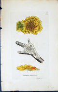 Antique Print Parmelia Parientina 1847 British Plants Sowerby Smith Colour 19th